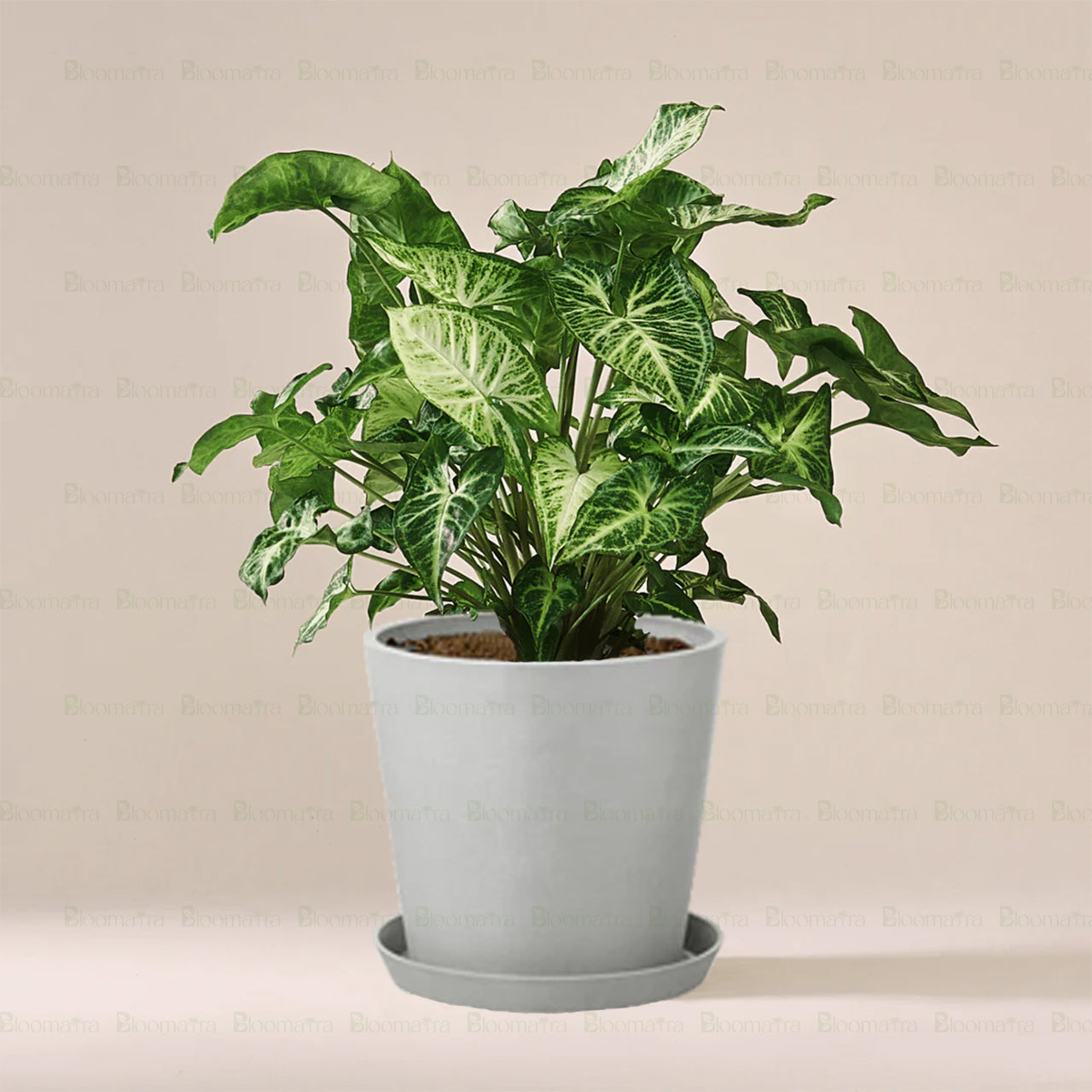 Syngonium podophyllum plant - B56