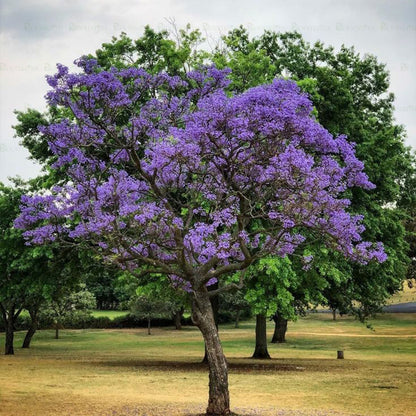 Jacaranda Tree - B254