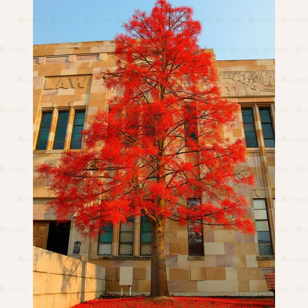 Flame Tree "Astrucula" - B257