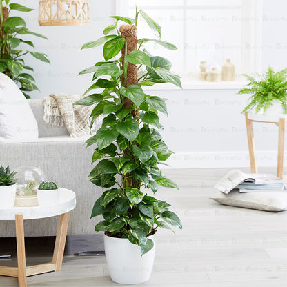 Pothos Stick Plant - B54