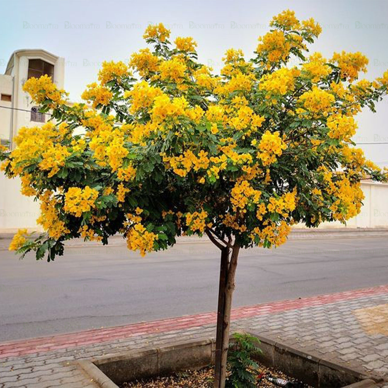 Cassia glauca tree - B253