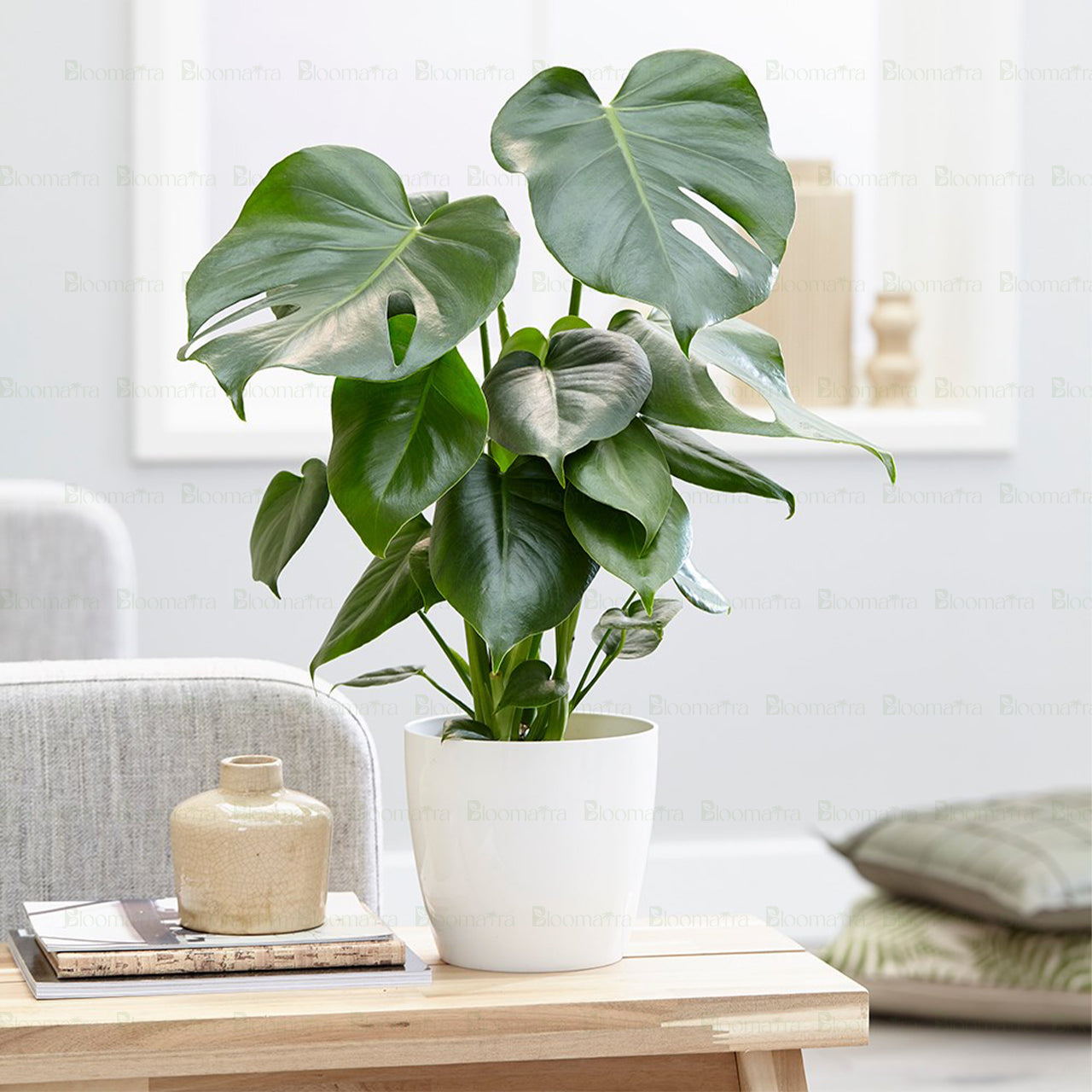 Monstera Deliciosa Plant - B64