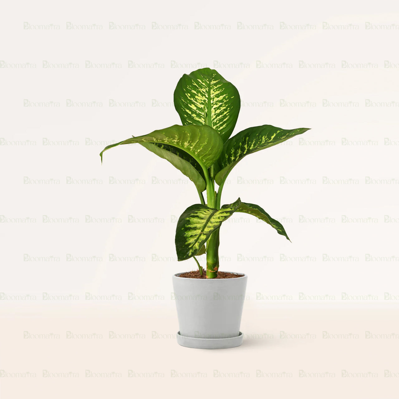 Dieffenbachia Tropic - B66