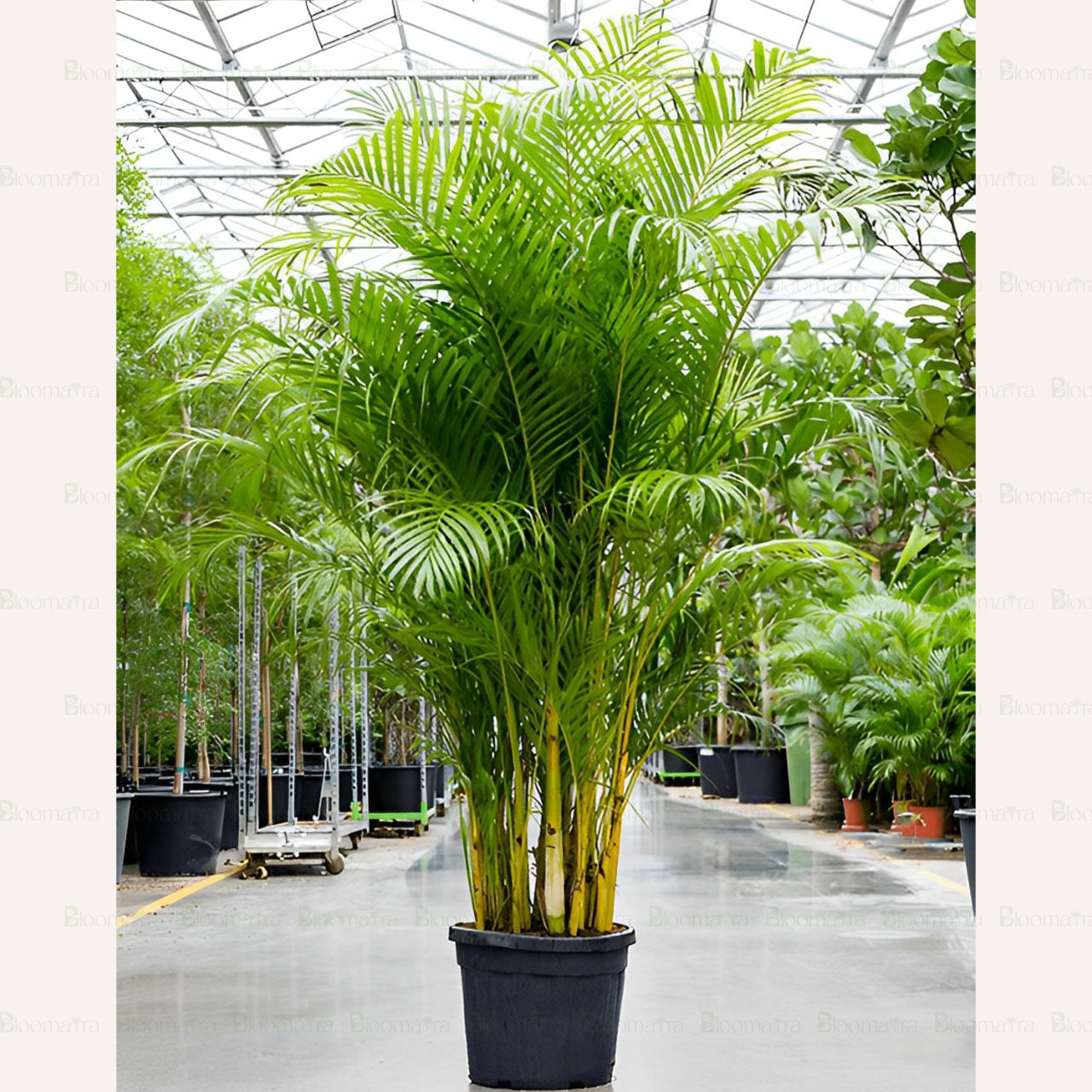 Areca Palm - B4