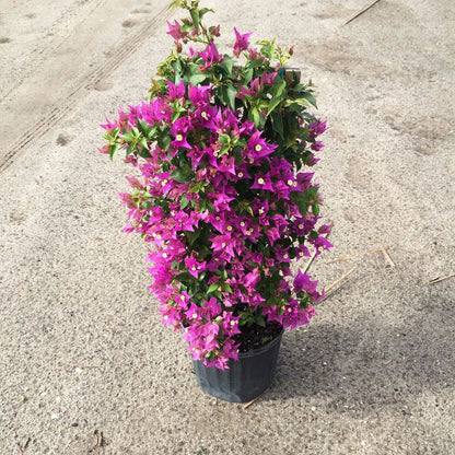 Bougainvillea Glabra - B167