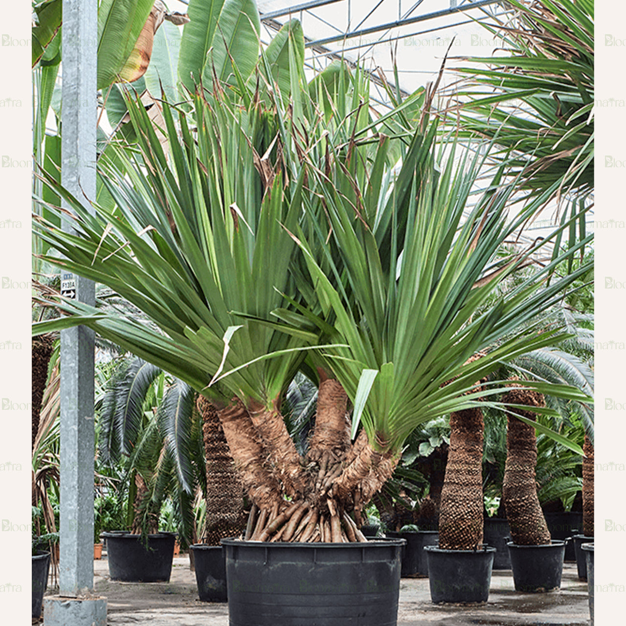 Pandanus Palm - B19