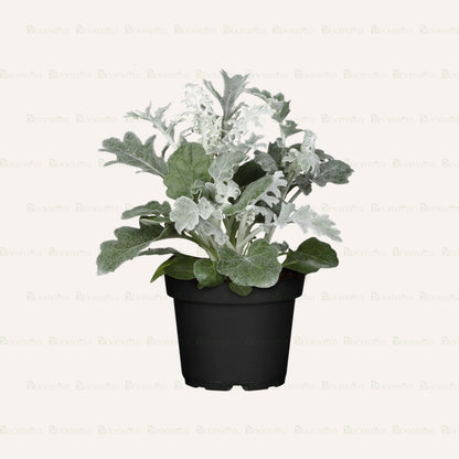 Senecio cineraria - B179