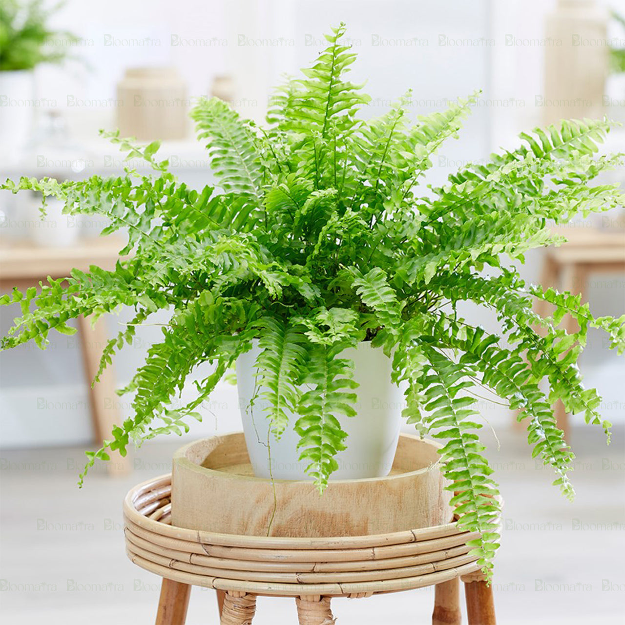 Boston Fern - B68