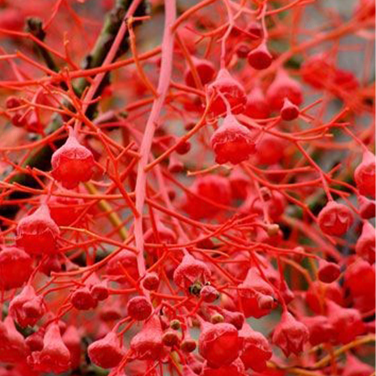 Flame Tree "Astrucula" - B257