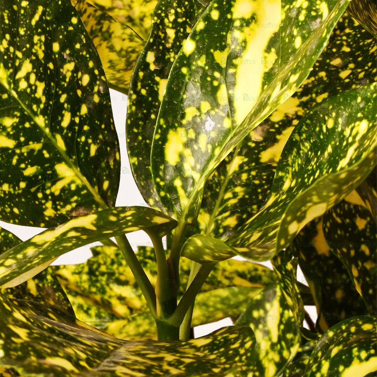 Yellow croton - B72