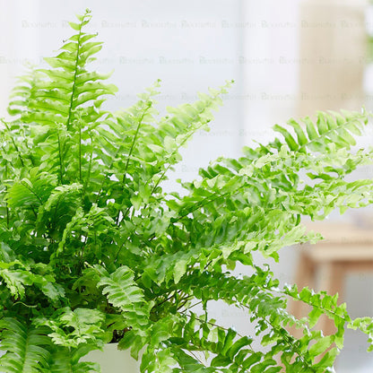 Boston Fern - B68