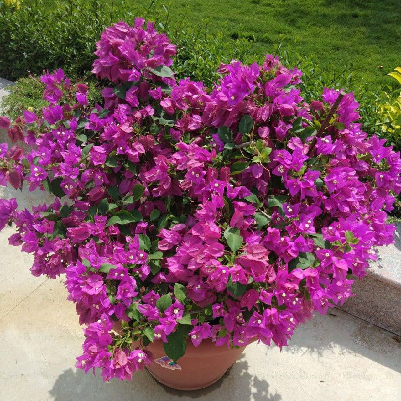 Bougainvillea Glabra - B167