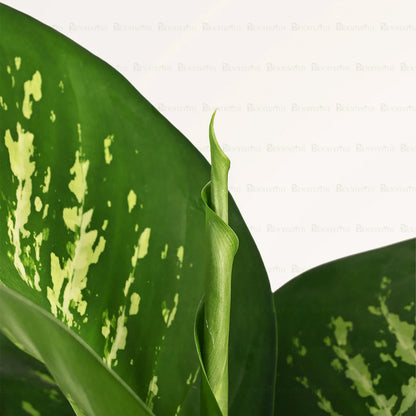 Dieffenbachia Tropic - B66