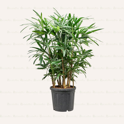 Rhapis Palm - B11