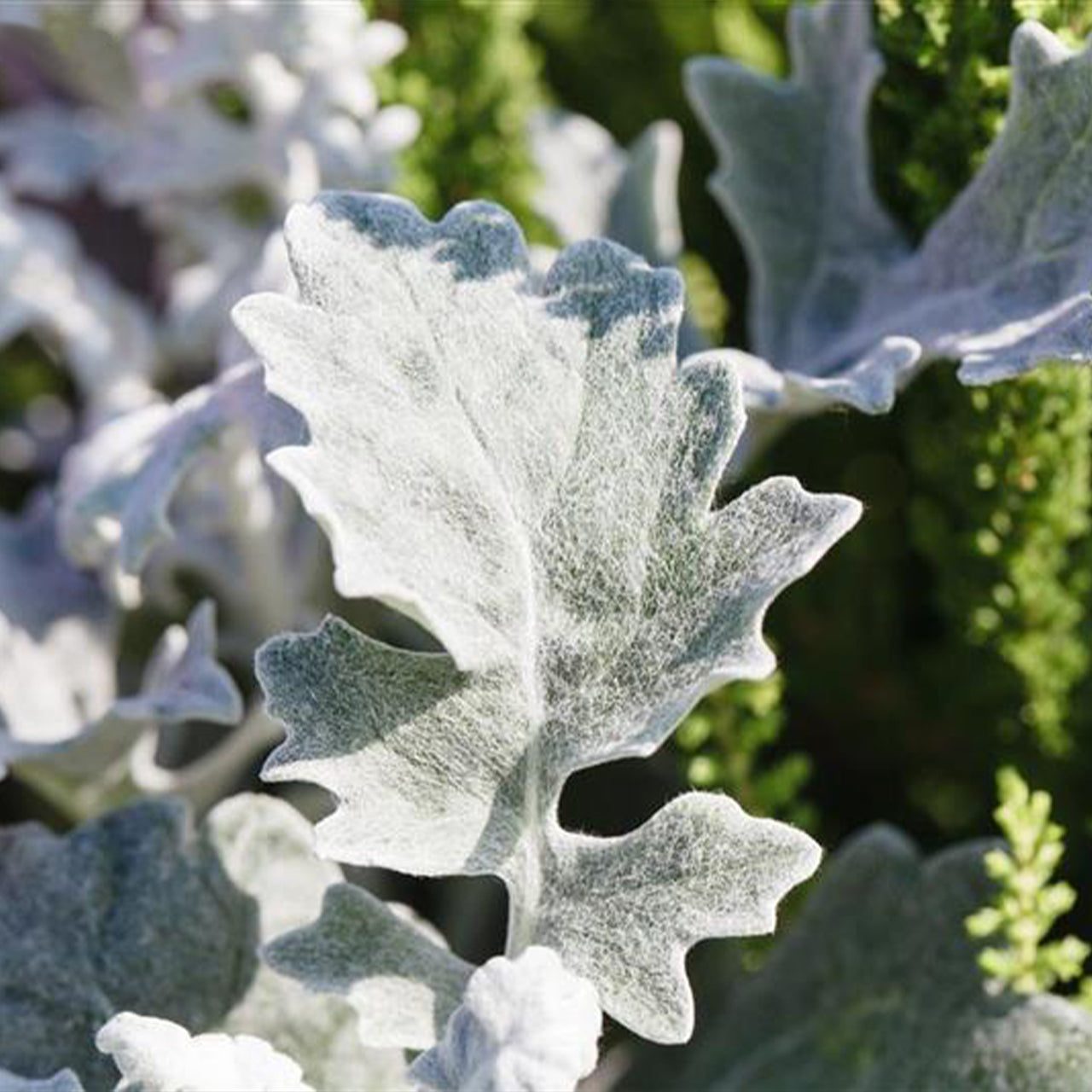 Senecio cineraria - B179