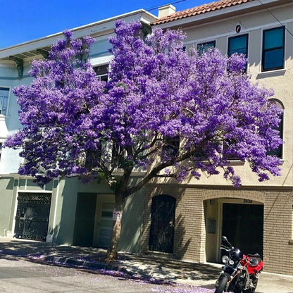 Jacaranda Tree - B254