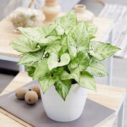 Syngonium podophyllum plant - B56