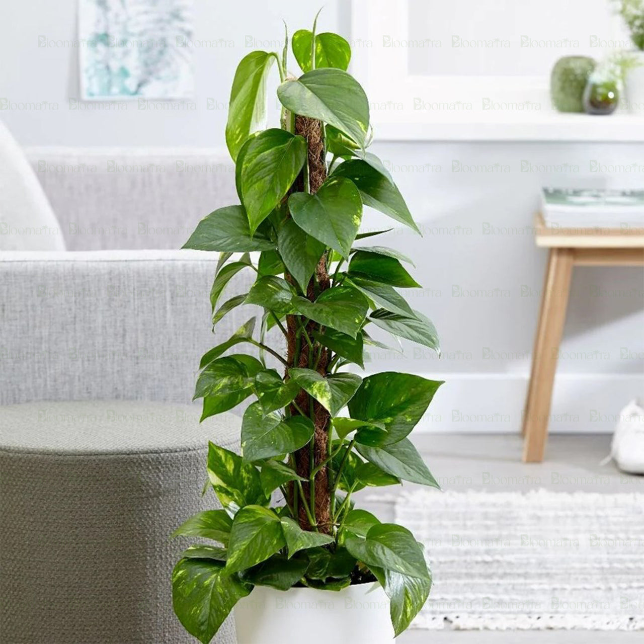 Pothos Stick Plant - B54