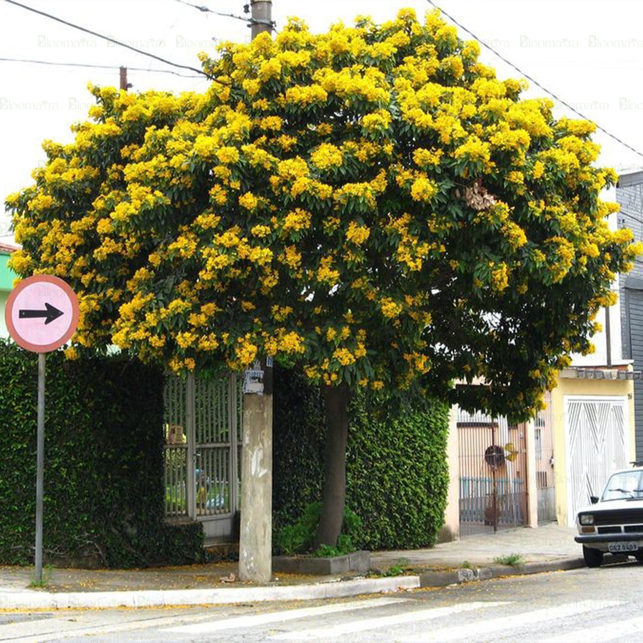 Cassia glauca tree - B253