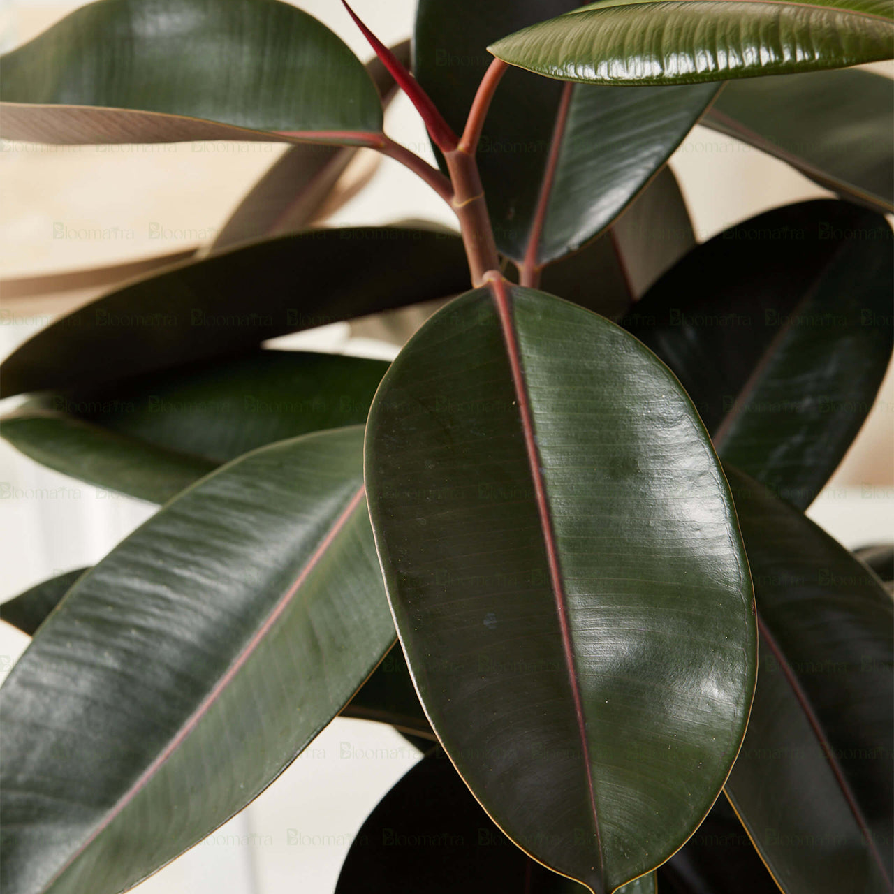 Rubber Plant - B76