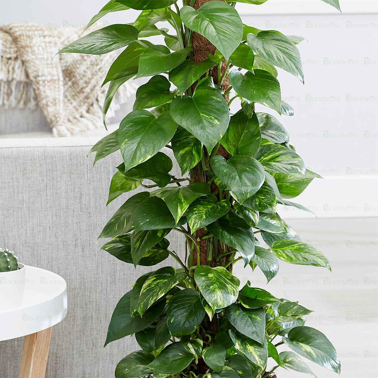 Pothos Stick Plant - B54