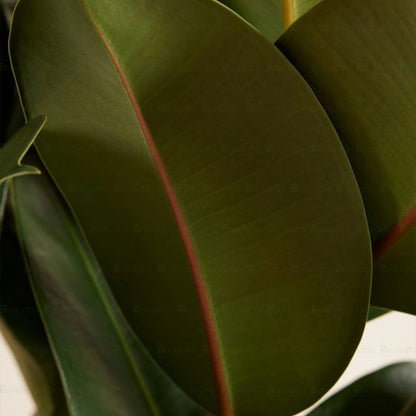 Rubber Plant - B76