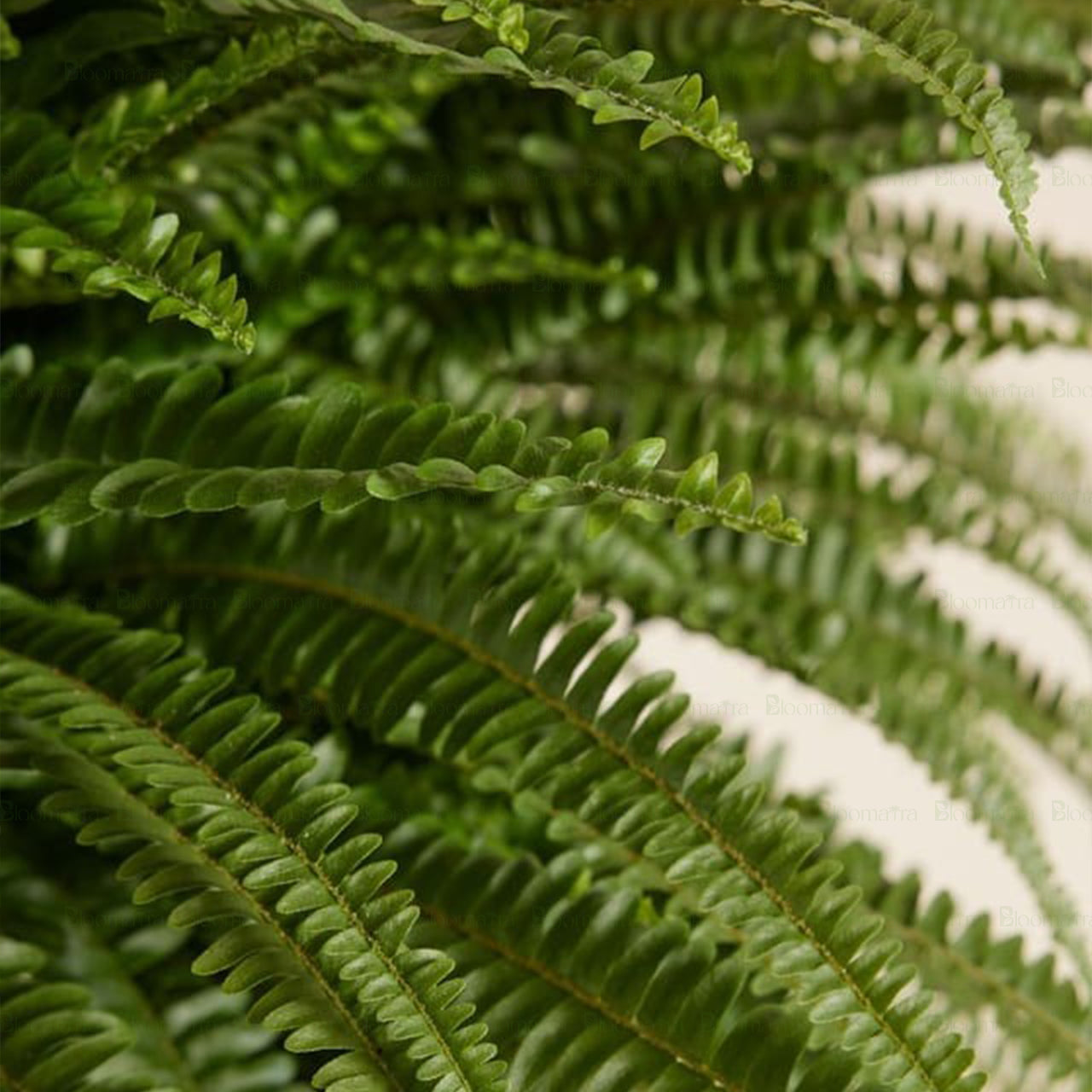 Boston Fern - B68