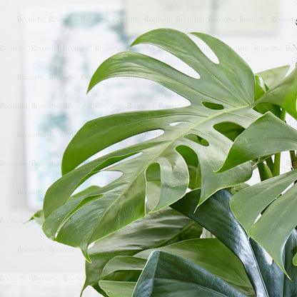 Monstera Deliciosa Plant - B64