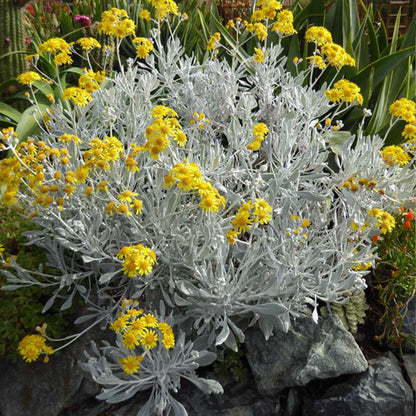 Senecio cineraria - B179