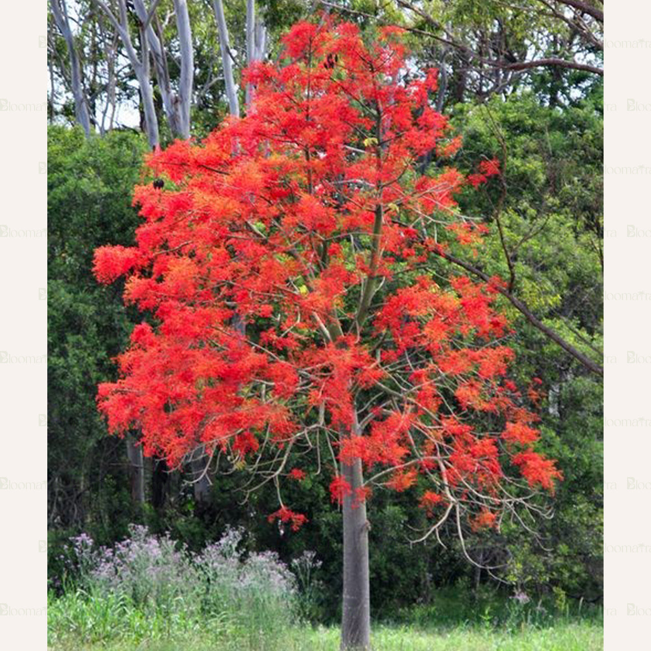 Flame Tree "Astrucula" - B257