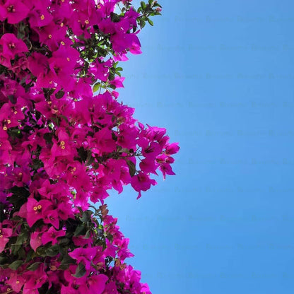 Bougainvillea Glabra - B167