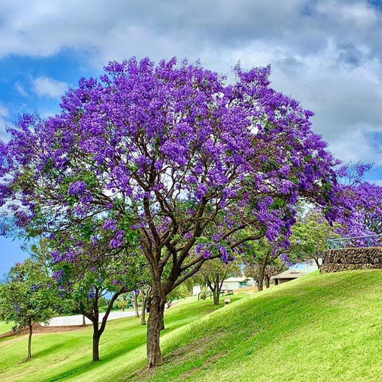 Jacaranda Tree - B254