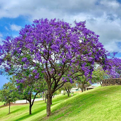 Jacaranda Tree - B254