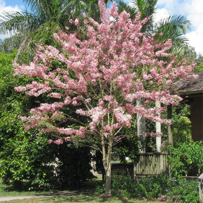 Cassia nodosa Tree - B252