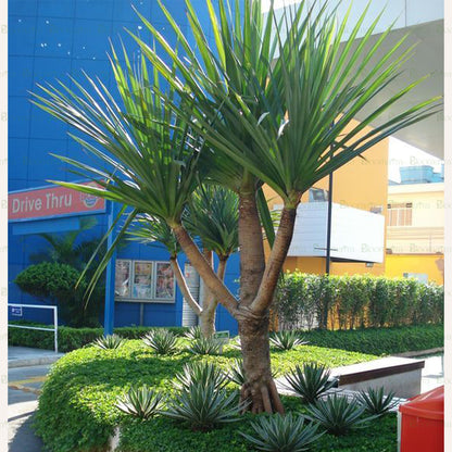 Pandanus Palm - B19