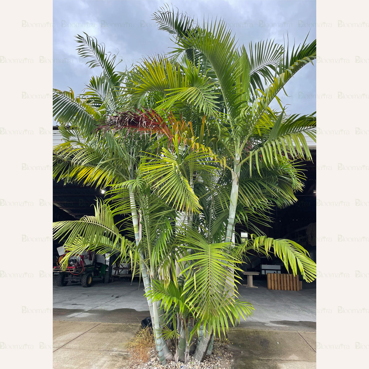 Areca Palm - B4