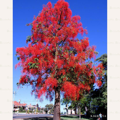 Flame Tree "Astrucula" - B257