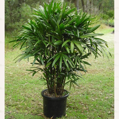 Rhapis Palm - B11