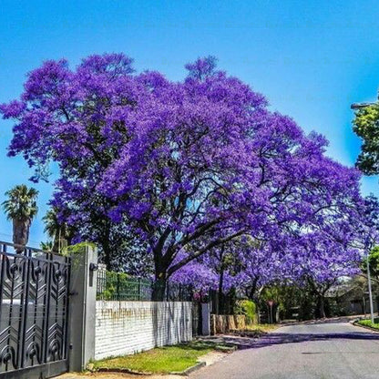 Jacaranda Tree - B254