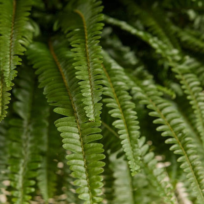 Boston Fern - B68