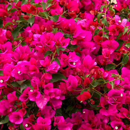 Bougainvillea Glabra - B167