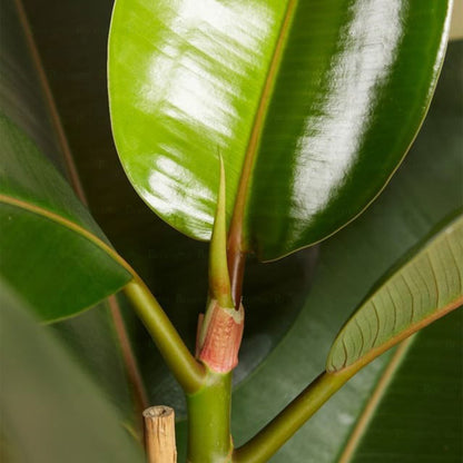 Rubber Plant - B76