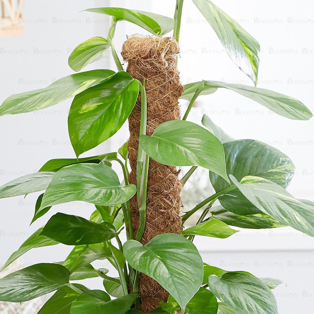 Pothos Stick Plant - B54