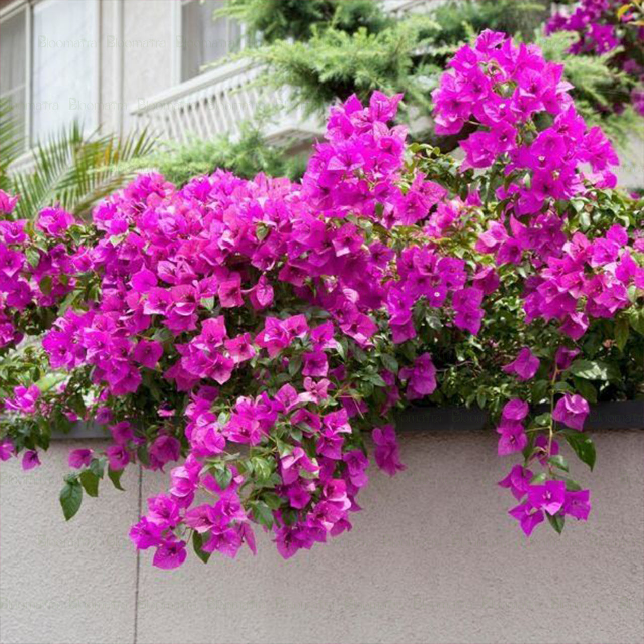 Bougainvillea Glabra - B167