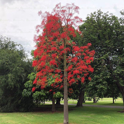 Flame Tree "Astrucula" - B257