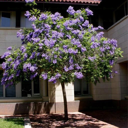 Jacaranda Tree - B254