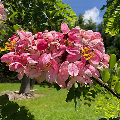 Cassia nodosa Tree - B252