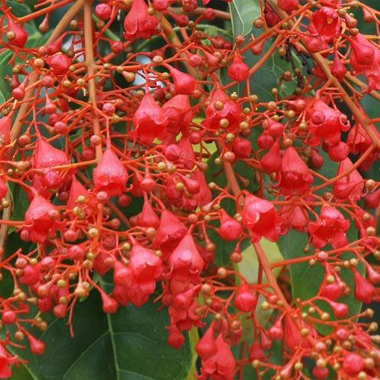 Flame Tree "Astrucula" - B257