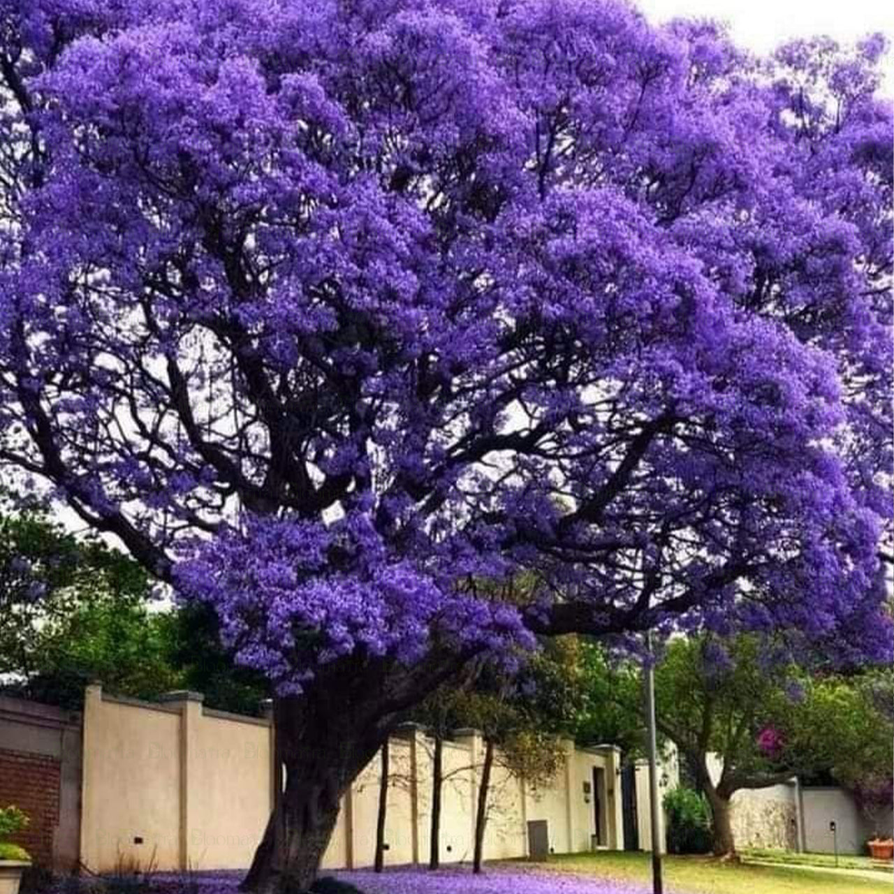 Jacaranda Tree - B254