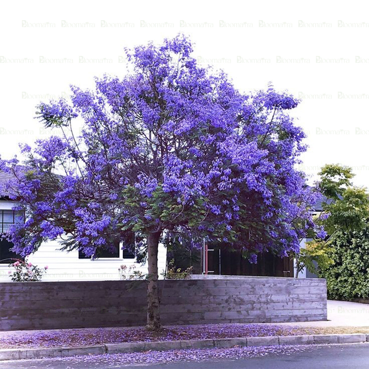 Jacaranda Tree - B254